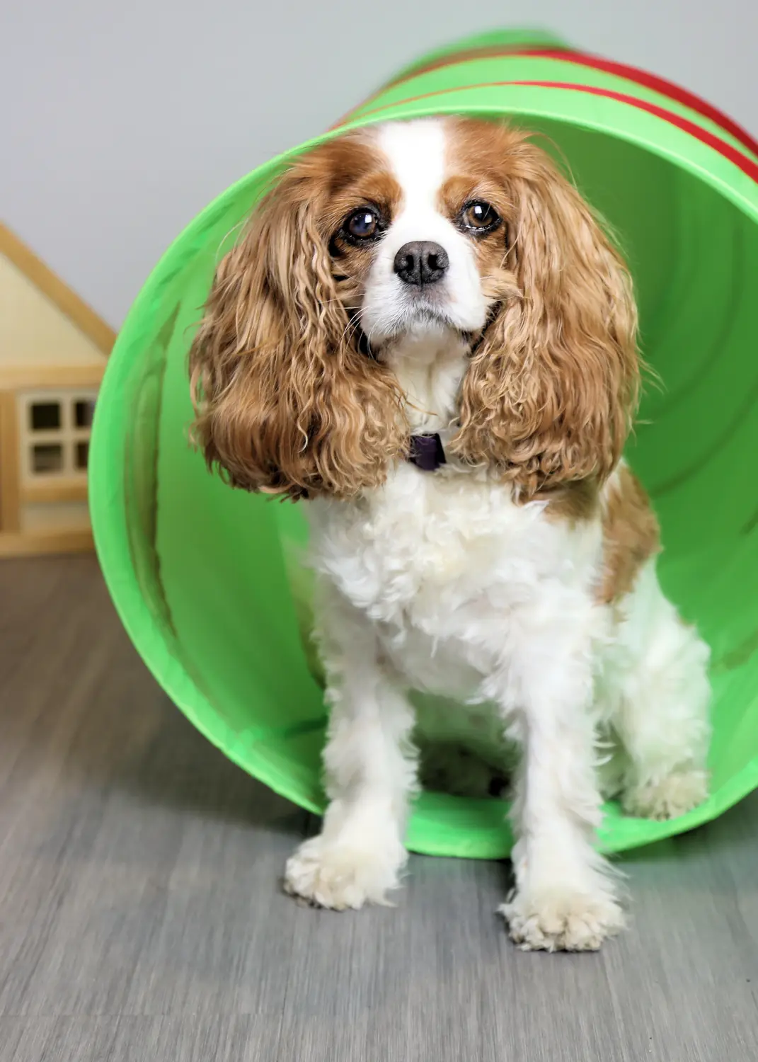 Hund von Praxis für Logopädie Marina Unger